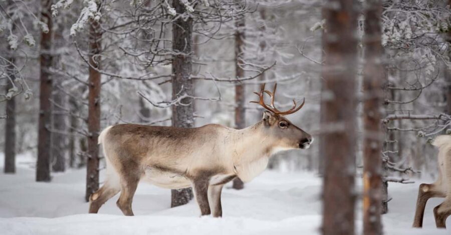 Levi: Winter Highlights Family Day - Should You Book Levi Winter Highlights Family Day?