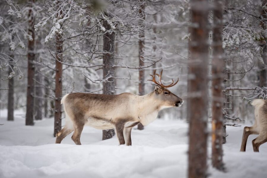 Levi: Winter Highlights Family Day - Husky Farm Time: Meet the Arctic Dogs and Take the 500-Meter Sleigh Ride