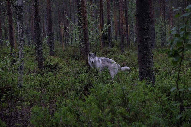 Meet Taivas & the Arctic Wolves - Private Tour - What the 1.5-hour private tour actually includes
