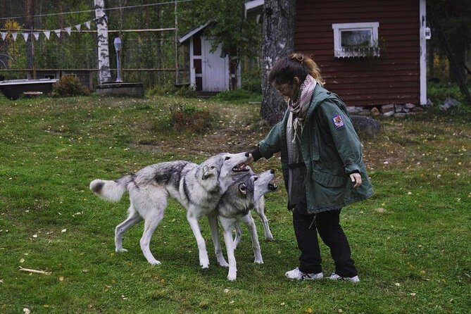 Meet Taivas & the Arctic Wolves - Private Tour - Meeting the other farm animals (goats and chickens)
