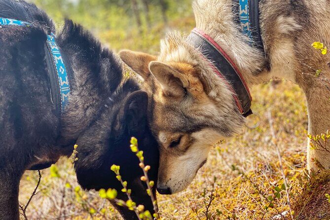 Meet Taivas & the Arctic Wolves - Private Tour - Wolfdogs vs. pet dogs: the talks that make it more than photos