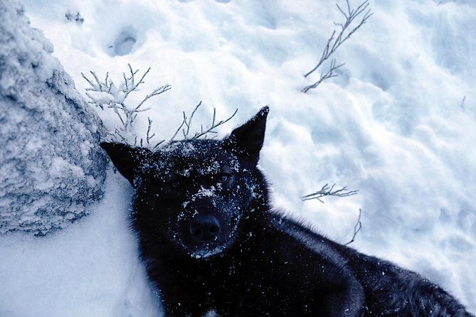 Meet Taivas & the Arctic Wolves - Private Tour - Price and value: is $311.87 per person fair here?