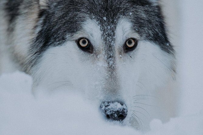 Meet Taivas & the Arctic Wolves - Private Tour - Getting there from Rovaniemi: plan on driving to Ranua