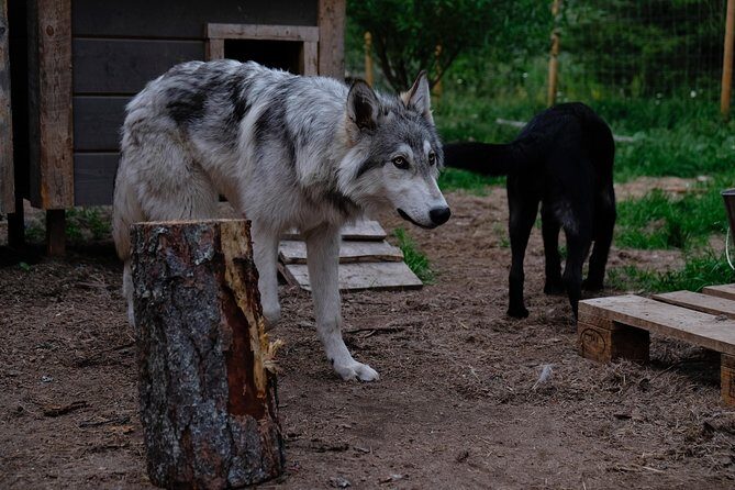 Meet Taivas & the Arctic Wolves - Private Tour - Rules that can affect your day (age and face coverings)