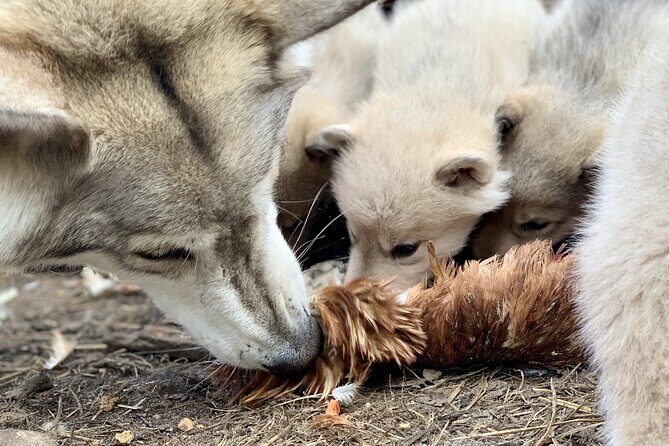 Meet Taivas & the Arctic Wolves - Private Tour - Walking forest-to-enclosure: how the time is structured