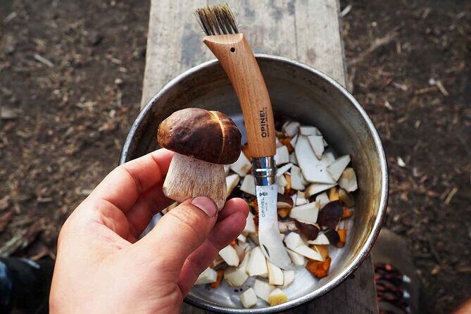 Mushroom Hunting in a National Park - What you learn about edible mushrooms (and how to use it)