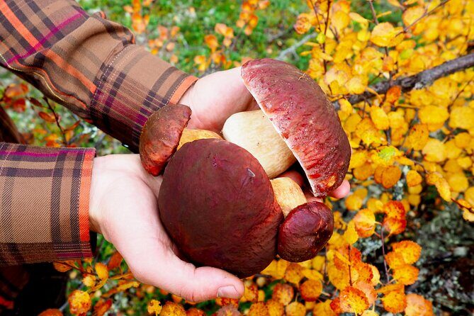 Mushroom Hunting in a National Park - Price and value: what $186.22 includes (and what you’re paying for)