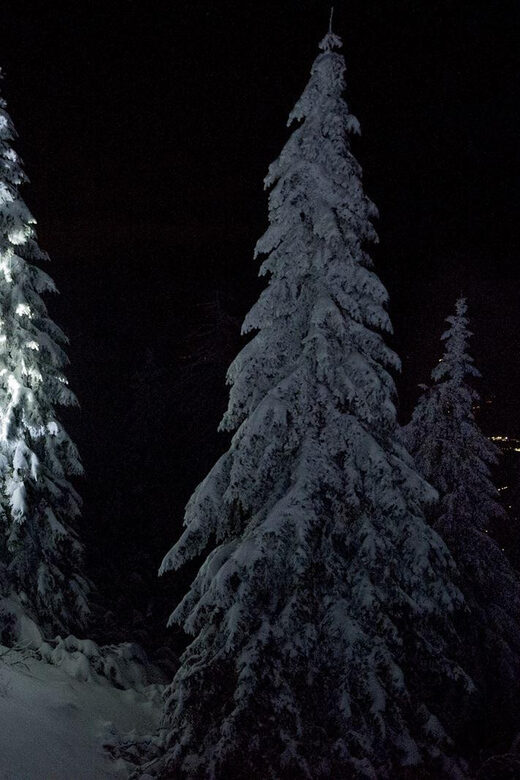 Night Snowshoeing Lapland Experience - Forest trails or a frozen lake: your route depends on the night