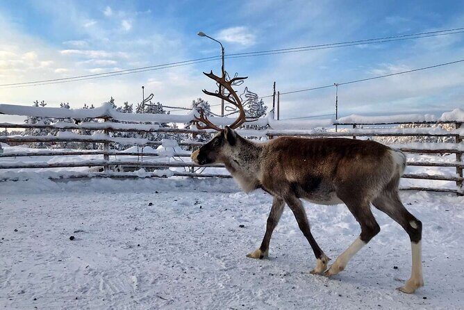 Northern Lights Holiday in Finland - The aurora workshop and the Inari wilderness hunt