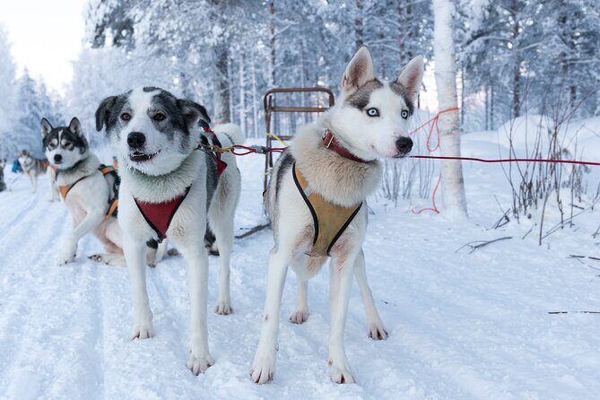 Nulkki Husky Adventure - Key highlights at a glance