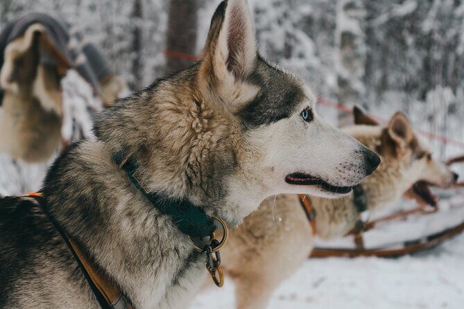 Nulkki Husky Adventure - Rovaniemi Husky Speed: How the 4 Hours Actually Flow