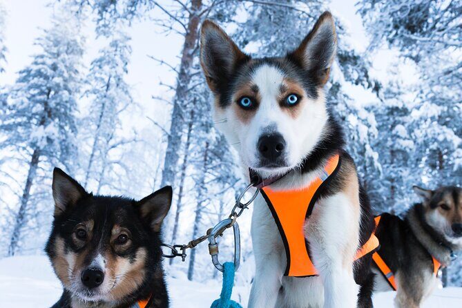 Nulkki Husky Adventure - Getting Geared Up: Equipment and a Quick Confidence Boost