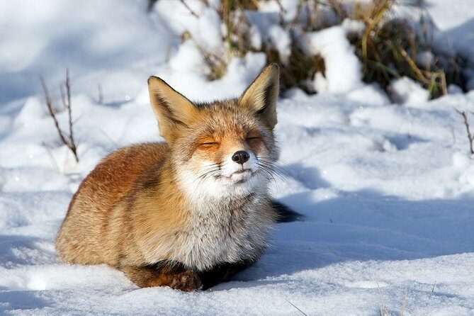 Ounasvaara and Ranua Zoo - What to wear and expect outdoors in Lapland