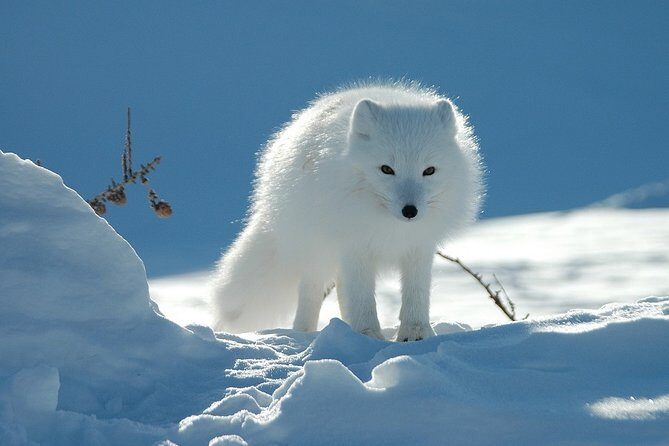 Ounasvaara and Ranua Zoo - Guided insights that turn animals into stories