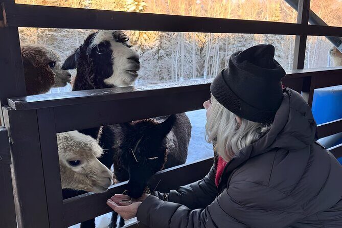 PRIVATE Alpaca Guided Forest Walk + Feeding Helsinki - Getting to Klaukkala: the smooth Helsinki-to-farm start