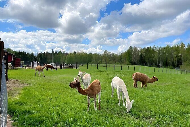PRIVATE Alpaca Guided Forest Walk + Feeding Helsinki - Guides make the difference: Vagif and Ross bring more than English