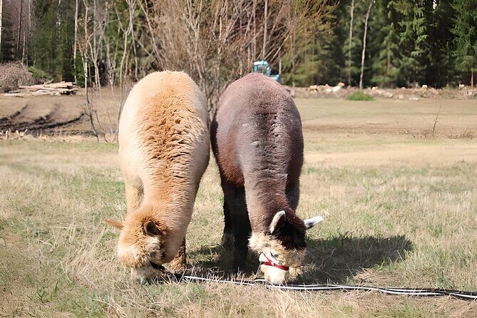 PRIVATE Alpaca Guided Forest Walk + Feeding Helsinki - Timing and pace: why 2 to 3 hours works so well in Helsinki