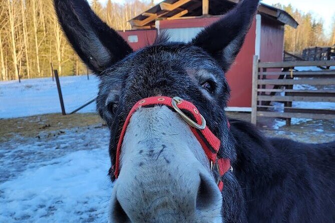 PRIVATE Alpaca Guided Forest Walk + Feeding Helsinki - Price and value: what $239.65 buys you in real terms