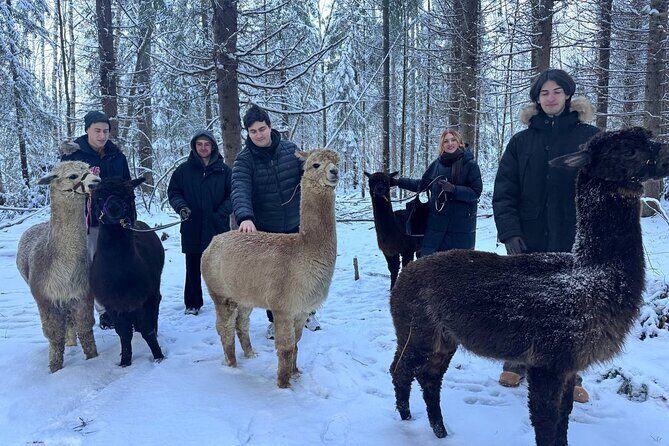 PRIVATE Alpaca Guided Forest Walk + Feeding Helsinki - Weather matters: plan for Finland’s quick changes