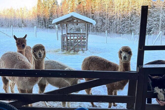 PRIVATE Alpaca Guided Forest Walk + Feeding Helsinki - The forest walk with your own alpaca: personal, not performative