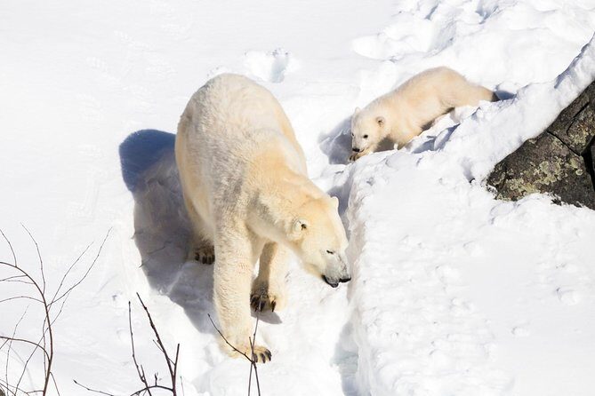 Private Ranua Zoo tour - Should You Book This Private Ranua Zoo Tour?