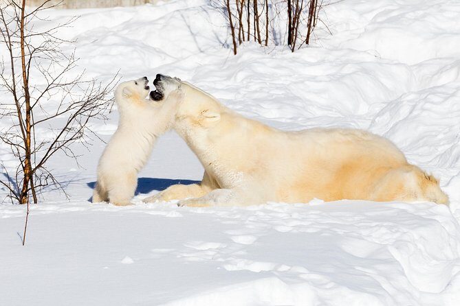 Private Ranua Zoo tour - The 2.5 km Outdoor Walk Through the Arctic Animal World