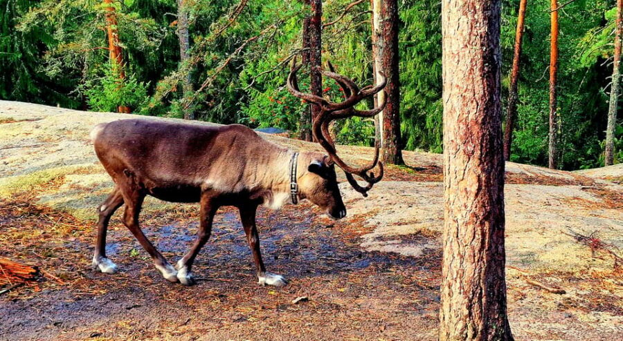 PRIVATE Reindeer Park Adventure by VIP Car - Meeting Santa Claus’s Reindeer: Feeding Moss and Petting Time