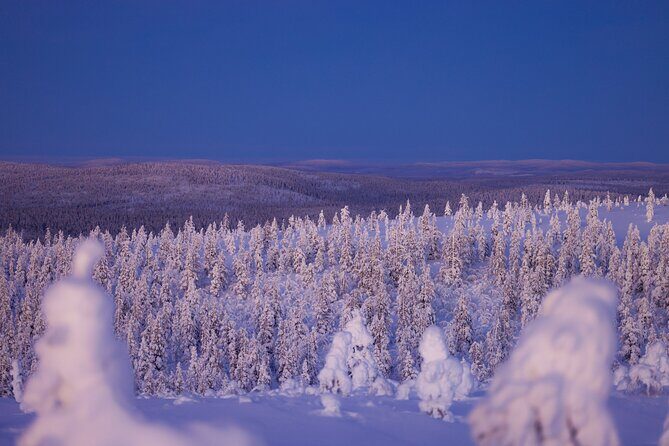 Private Snowshoe or Ski Adventure in Lapland from Rovaniemi - On the Snow: Snowshoe or Ski Hike in Subarctic Forests