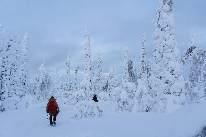 Private Snowshoe or Ski Adventure in Lapland from Rovaniemi - Price and Value: What $1,183.48 Covers (and When It’s a Great Deal)