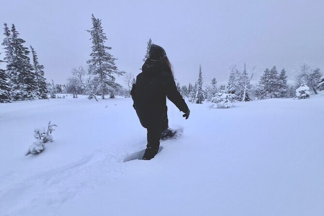 Private: Snowshoeing Safari in spectacular National Park - Quick hits: what makes this Levi snowshoe safari work