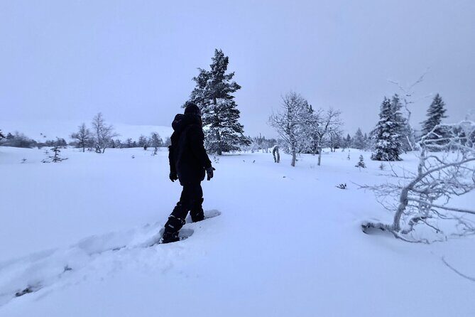 Private: Snowshoeing Safari in spectacular National Park - Private pickup in Levi: the easiest way into Pallas fells