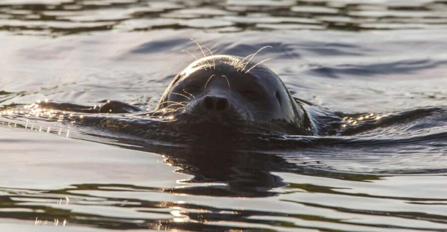 Puumala: Lake Saimaa Seal Watching Cruise - Best Time to Go (Seasonal Seal Chances)