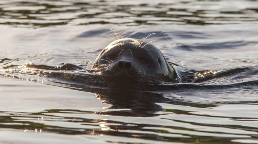Puumala: Lake Saimaa Seal Watching Cruise - Where You Board in Puumala (It Changes by Date)
