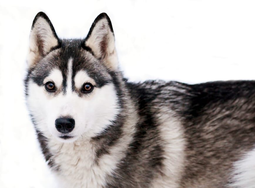 Pyhätunturi: Husky Safari including Farm Visit - Key Points You’ll Care About
