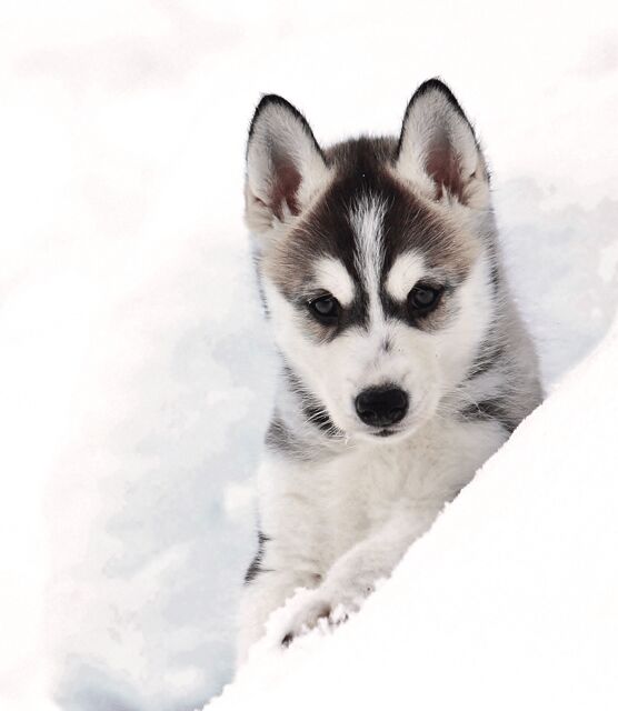 Pyhätunturi: Husky Safari including Farm Visit - Pyhä Husky Farm and What Your Money Actually Buys