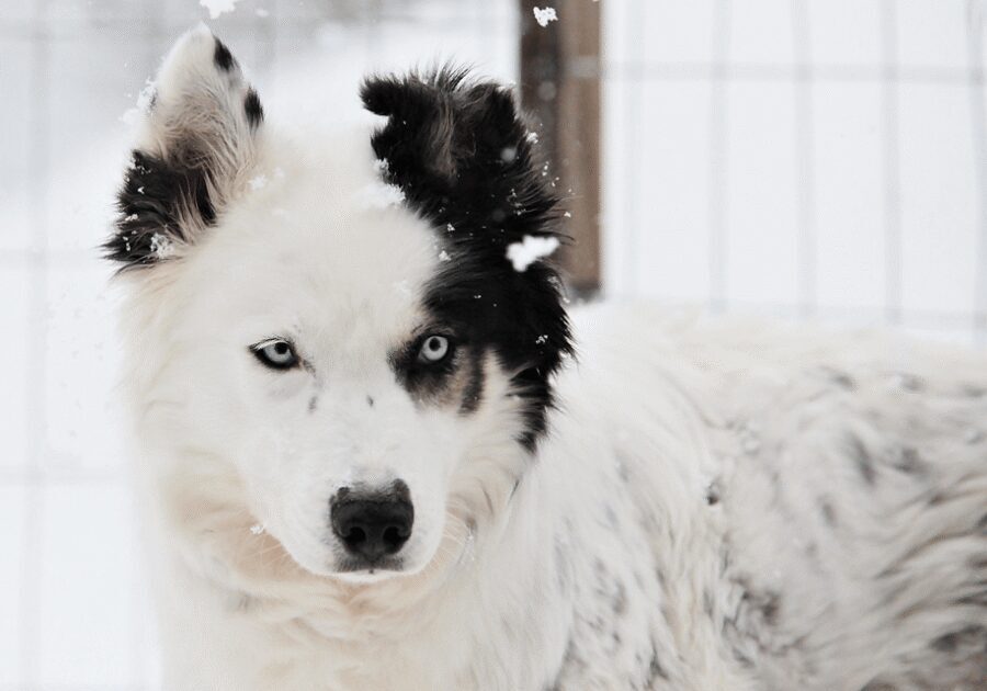 Pyhätunturi: Husky Safari including Farm Visit - The Sled Safari: 30 Minutes With Huskies, Plus Real Mushing Rules