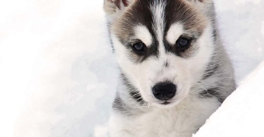 Pyhätunturi: Husky Safari including Farm Visit - Who This Husky Safari Fits Best (and Who Should Skip It)