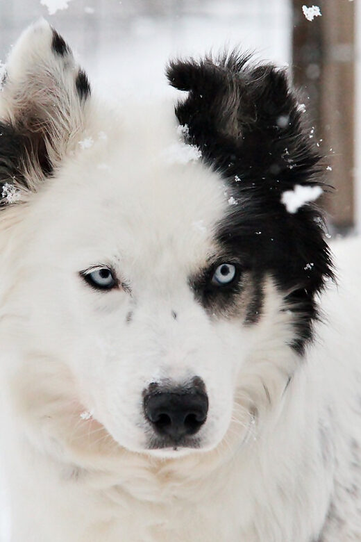 Pyhätunturi: Husky Safari including Farm Visit - Winter Gear Reality Check: What to Bring, What May Be Added