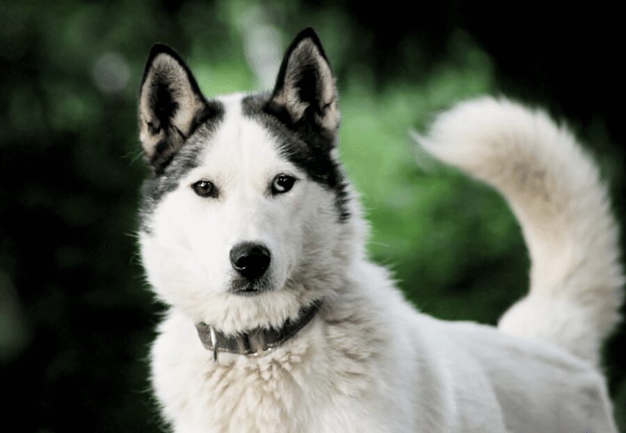 Pyhätunturi: Husky Safari including Farm Visit - Practical Booking Tips Before You Commit