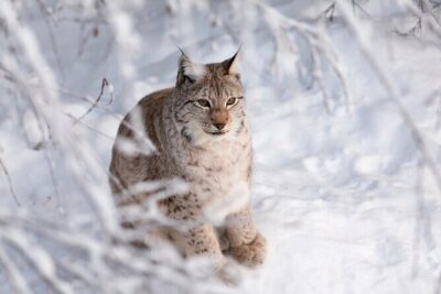 Ranua Wildlife Park Day: Visit the Arctic Animals - Getting to Ranua: the 1-hour ride and two pickup points