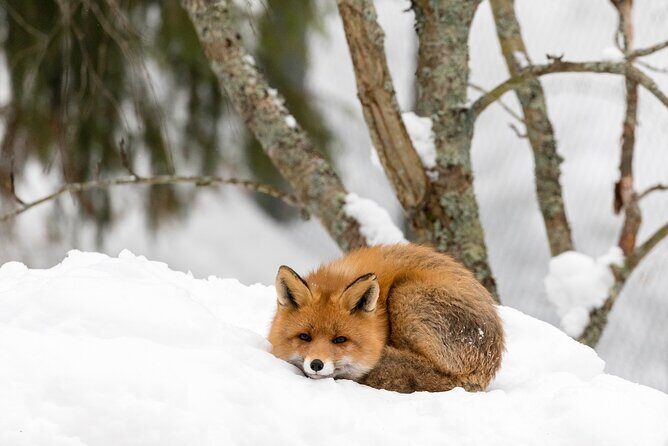 Ranua Wildlife Park Day : Visit the Arctic Animals! - Weather matters, and winter can affect what you see