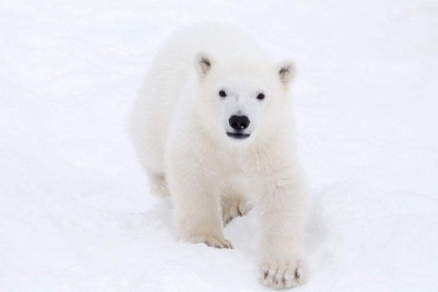 Ranua: Wildlife Park Experience with Buffet Lunch - Ranua Wildlife Park in Lapland: what makes this half-day feel doable