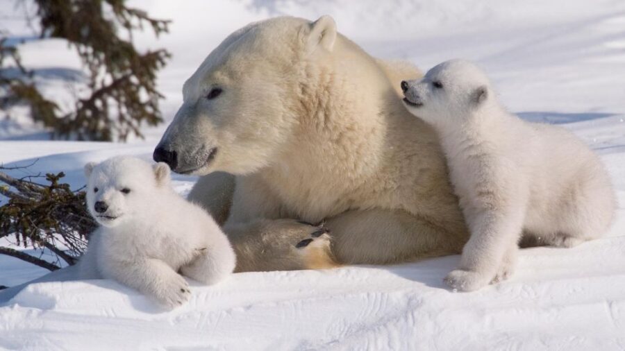 Ranua: Wildlife Park Experience with Buffet Lunch - Winter gear: overalls and snowboots cost extra, and you’ll feel it