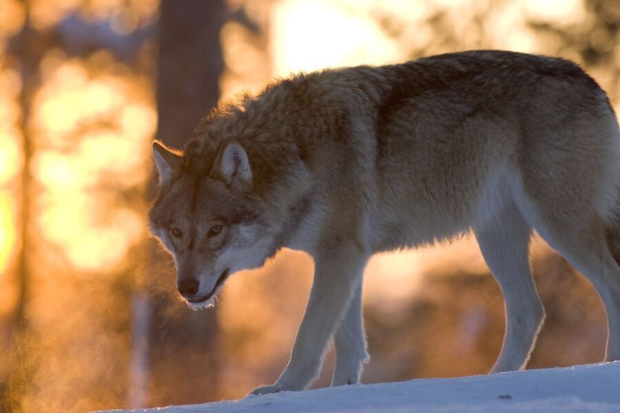 Ranua Wildlife Park Guided Tour from Rovaniemi - Key things to know before you go