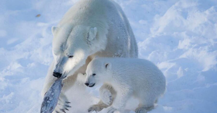 Ranua Wildlife Park Guided Tour from Rovaniemi - Practical winter tips that make the day easier