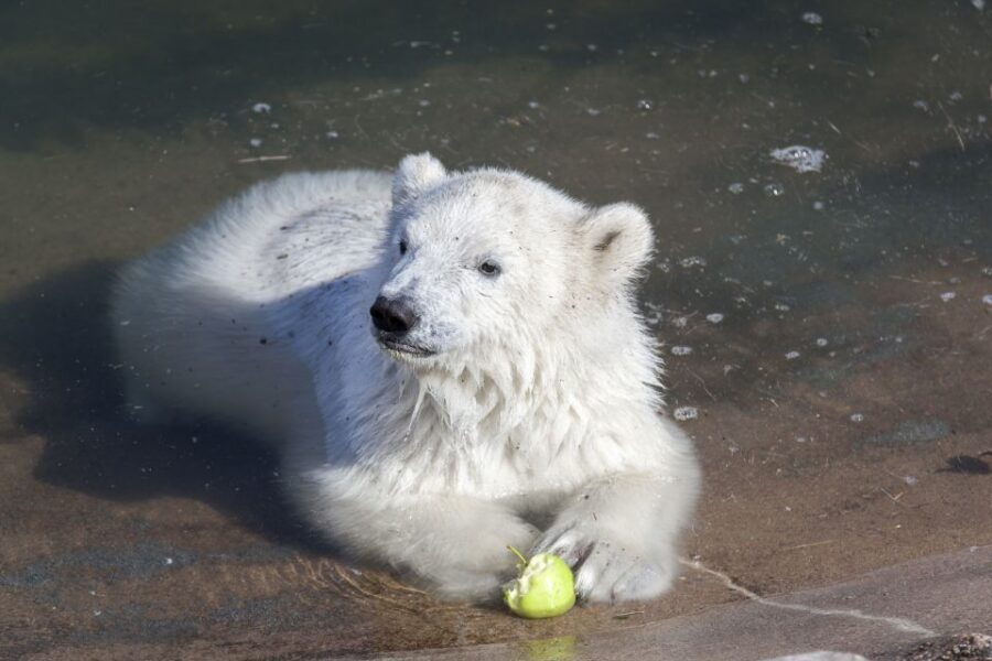 Ranua Wildlife Park Guided Tour from Rovaniemi - The Arctic forest zoo: how the enclosures shape your visit