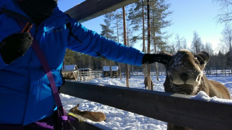 Ranua Wildlife Park Guided Tour from Rovaniemi - Price and value: is $165 per person fair for this experience?