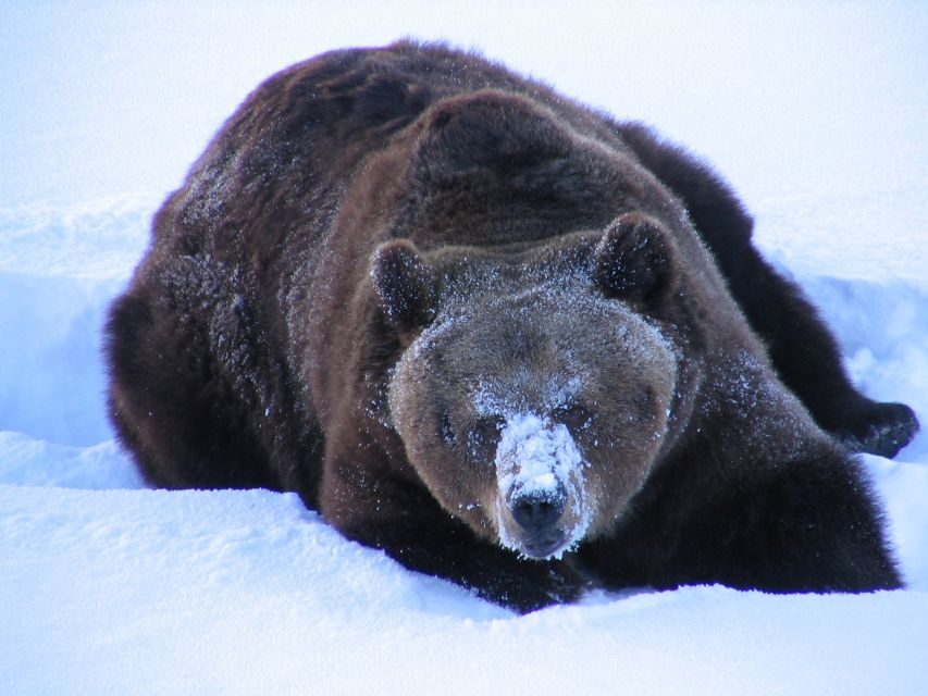 Ranua Wildlife Park Guided Tour from Rovaniemi - Who this tour suits best (and when to choose something else)