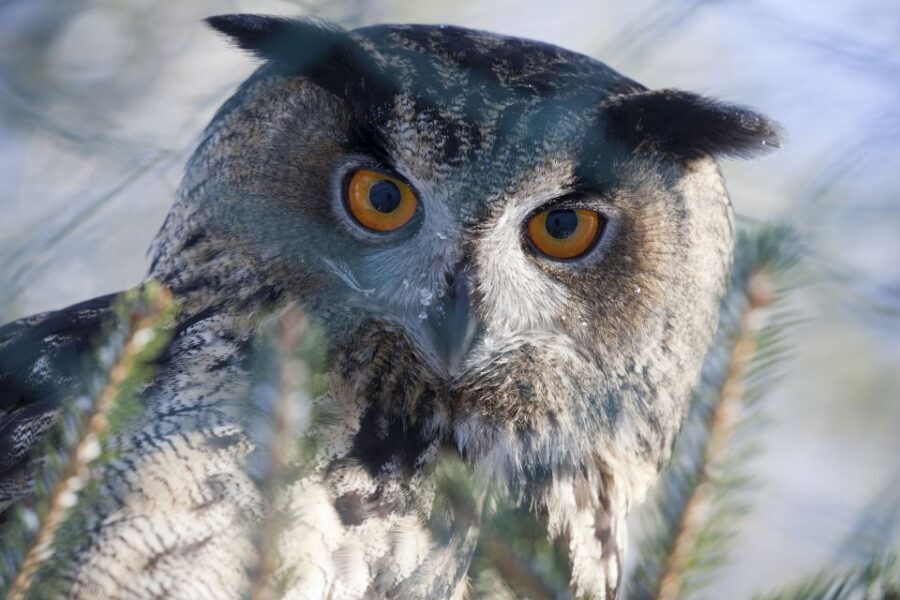 Ranua Wildlife Park Guided Tour from Rovaniemi - Getting there from Rovaniemi: timing and what 5 hours really means