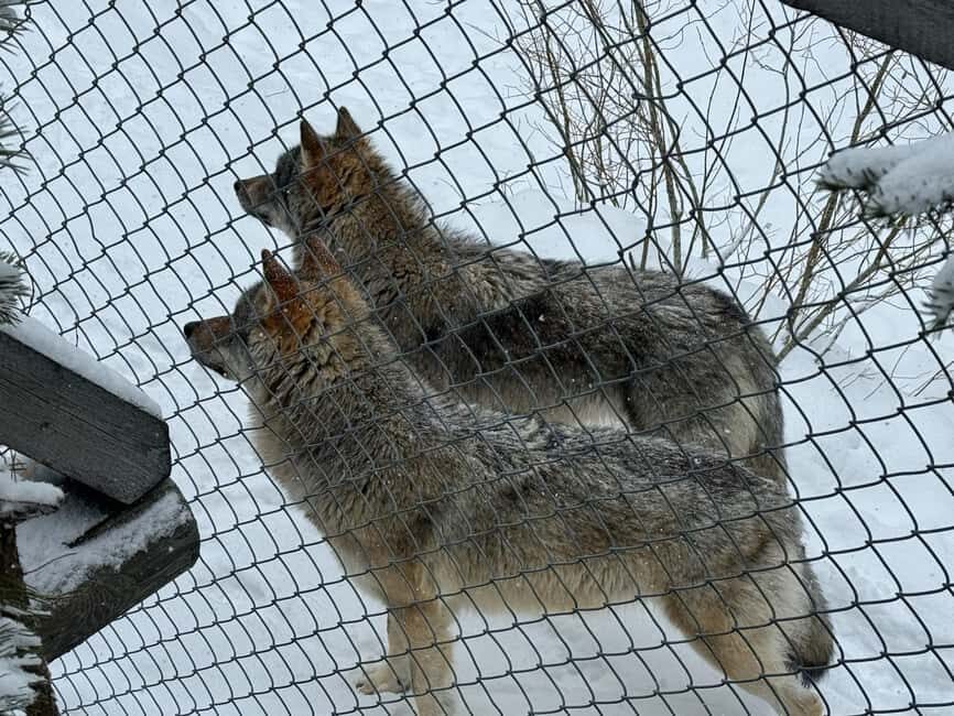 Ranua Wildlife zoo tour with lunch buffet included - Northern Lights photo chances: bonus value from going off the grid